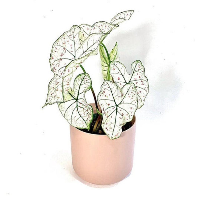 Caladium 'Marie Moir'  tropical perennial plant bulb ~ New Crop 2024 In Stock!