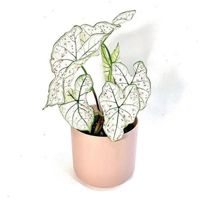 Caladium 'Marie Moir'  tropical perennial plant bulb ~ New Crop 2024 In Stock!