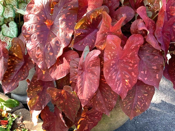 Caladium 'Burning Heart' Size Jumbo Bulb ~ New Crop 2024