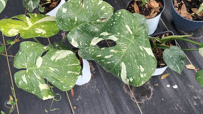 Monsteria Thai 1 gallon