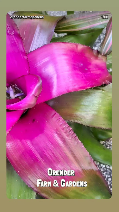 Bromeliad live Plant baby starter plant