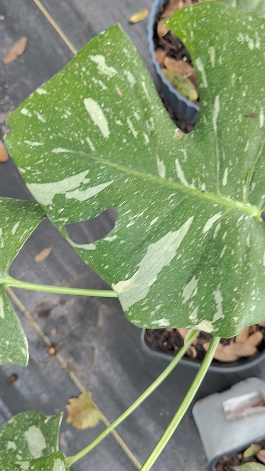 Monsteria Thai 1 gallon