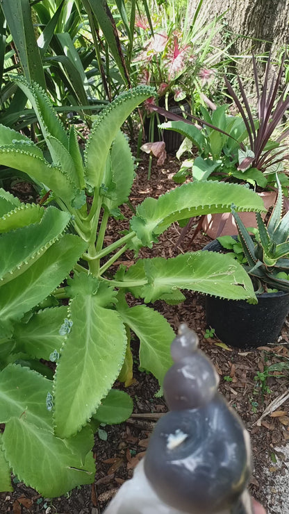 Agate Sea Shell carving B