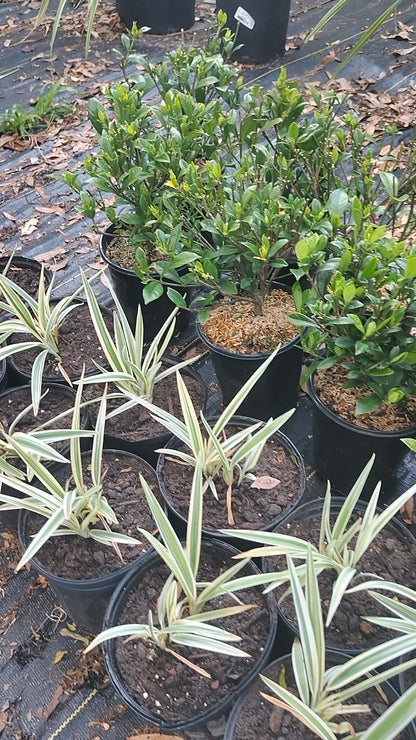 Gardenia 1 gallon