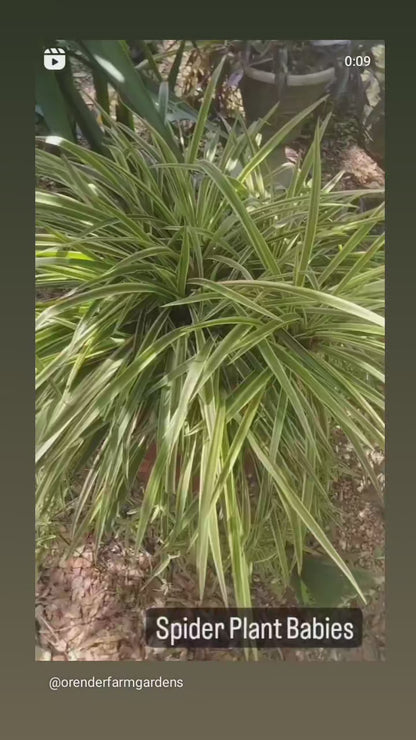 Ribbon plant aka Spider Plant baby with roots, propagated and grown at our farm, starter air plant