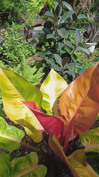 Agate Sea Shell carving