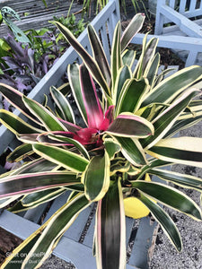 Neoregelia Bromilaiad live plant