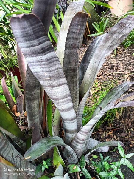 Purple Queen Bromeliad Live plant baby