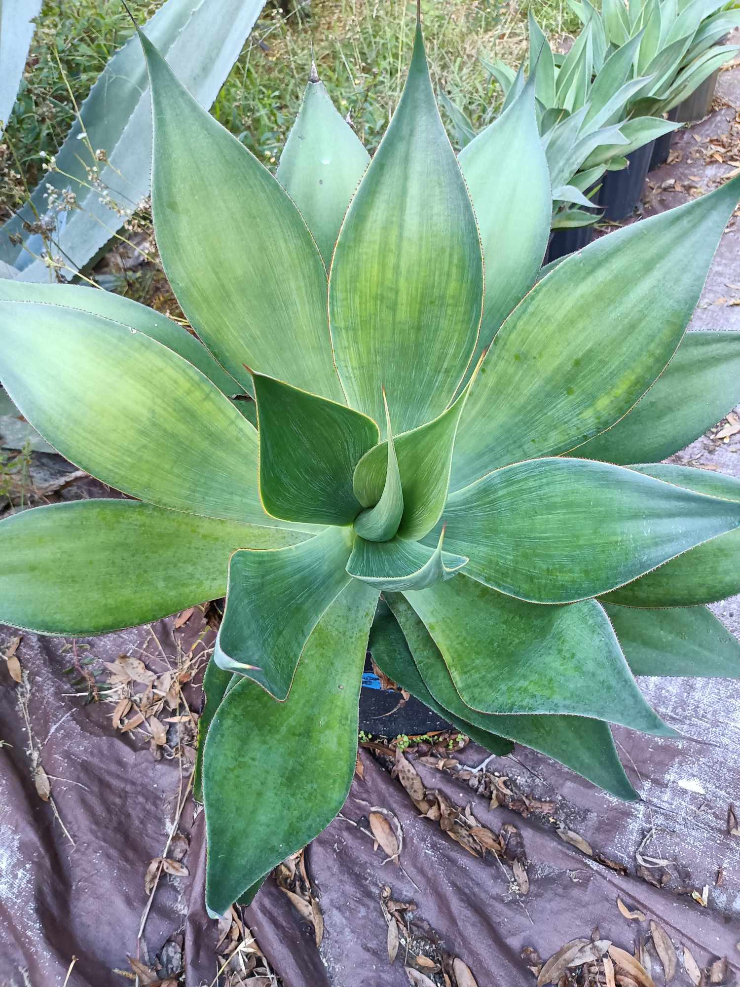 Blue Flame Agave live Plant