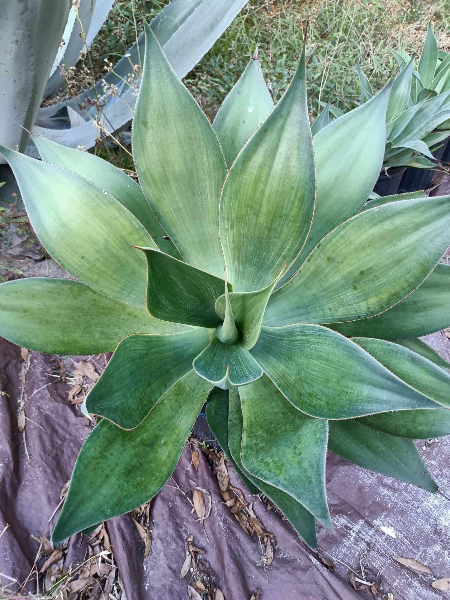 Blue Flame Agave live Plant