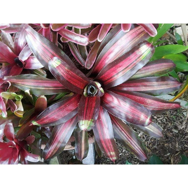 Neoregelia VARIEGATED PEMIENTO burgendy Bromeliad one tropical plant 5-8 in