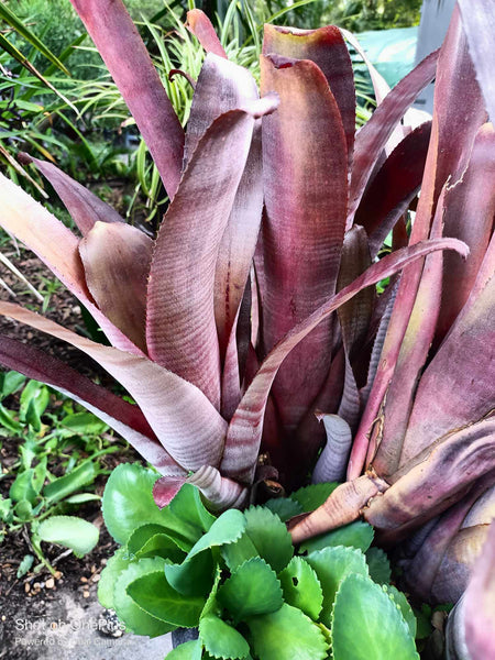 Purple Queen Bromeliad Live plant baby