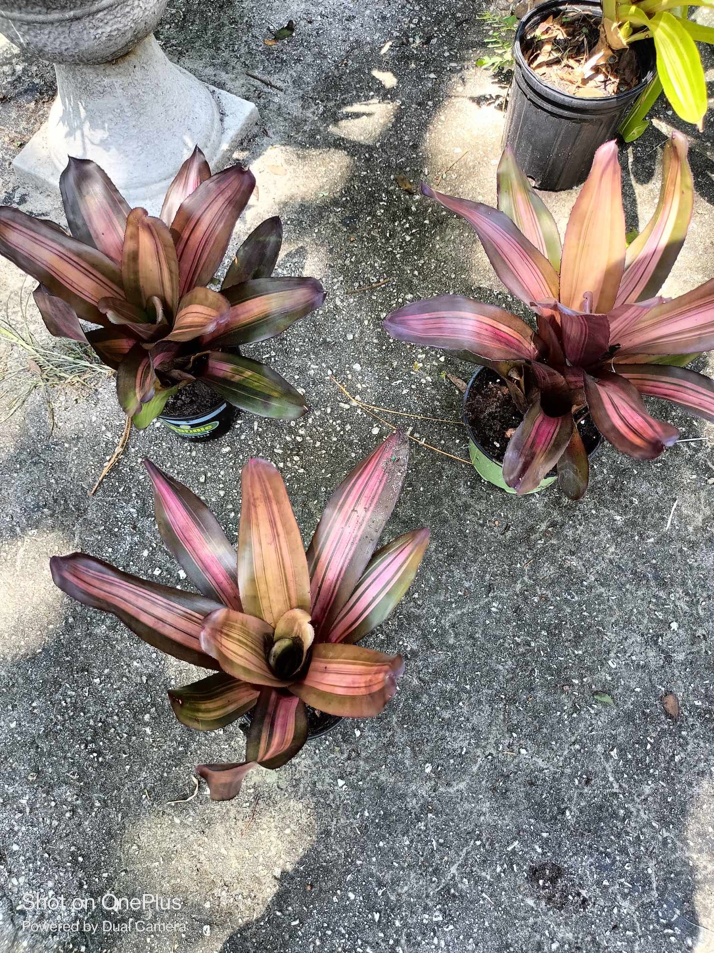 Neoregelia VARIEGATED PEMIENTO burgendy Bromeliad one tropical plant 5-8 in