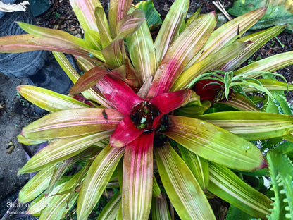 VARIEGATED primiento Bromeliad one tropical live plant sunburst 6 hours of full sun 2 options
