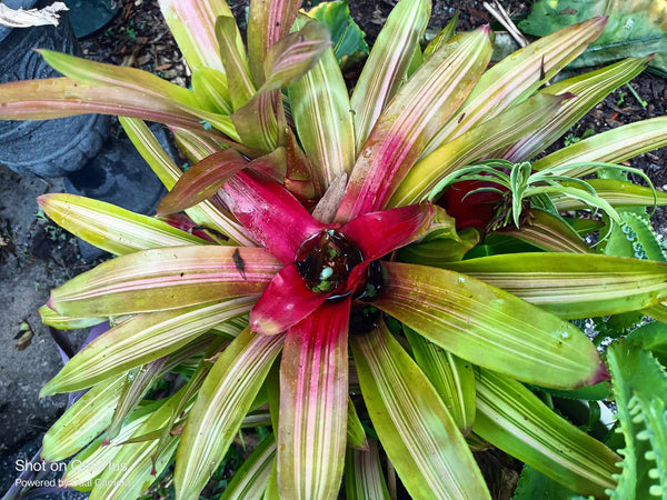 VARIEGATED Bromeliad one tropical live plant sunburst 6 hours of full sun 2 options