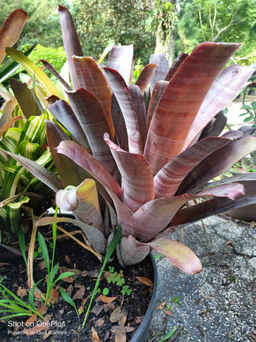 Purple Queen Bromeliad Live plant baby