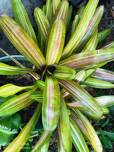 VARIEGATED Bromeliad one tropical live plant sunburst 6 hours of full sun 2 options