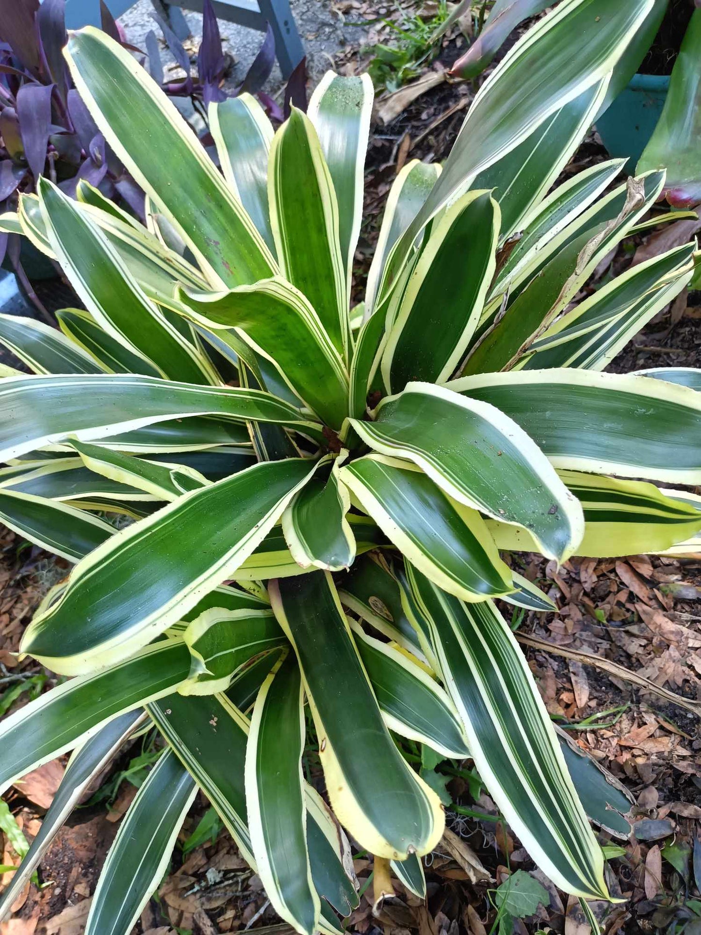 Veragated Bromeliad ( live plant)