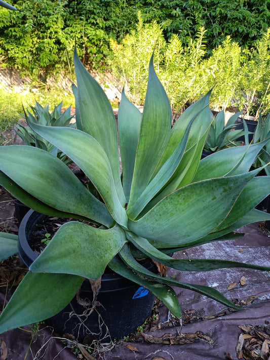 Blue Flame Agave live Plant