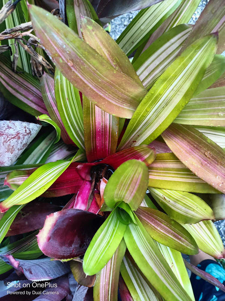 VARIEGATED Bromeliad one tropical live plant sunburst 6 hours of full sun 2 options