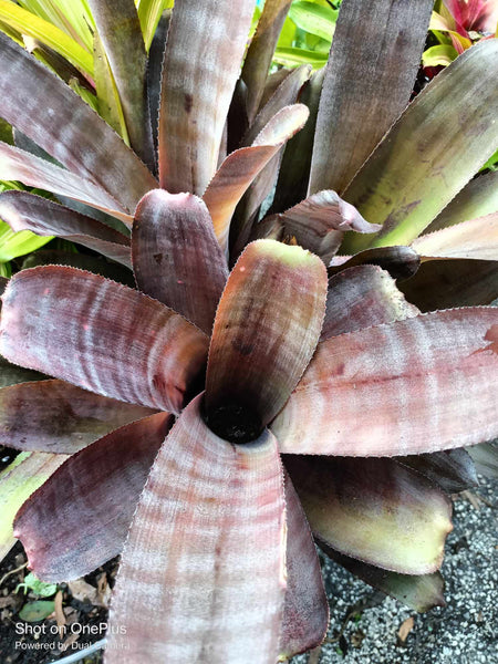 Purple Queen Bromeliad Live plant baby