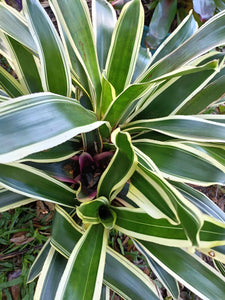 Veragated Bromeliad ( live plant)