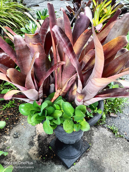 Purple Queen Bromeliad Live plant baby