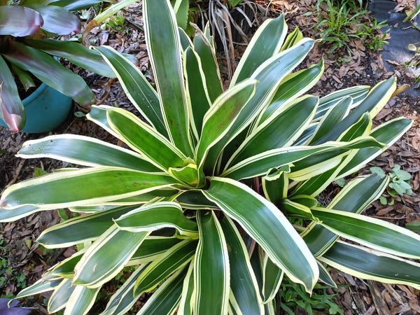 Veragated Bromeliad ( live plant)