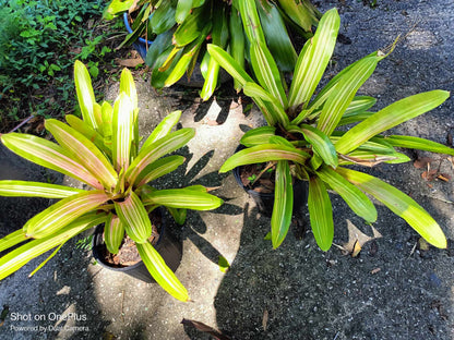 VARIEGATED primiento Bromeliad one tropical live plant sunburst 6 hours of full sun 2 options
