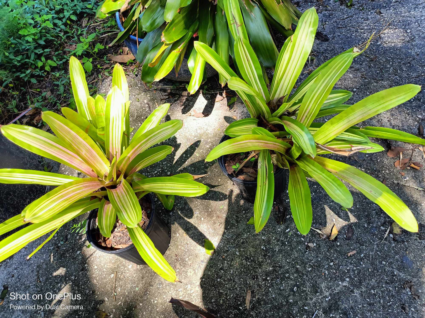 VARIEGATED Bromeliad one tropical live plant sunburst 6 hours of full sun 2 options