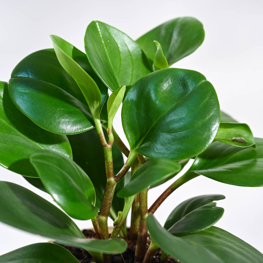 Prime Plant Piromia (3 in pot)