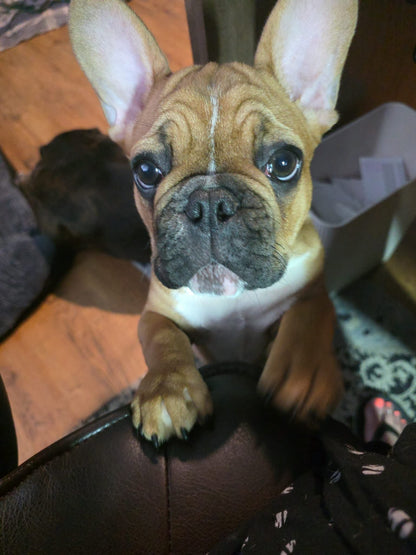 Puppy Paid in full pet home