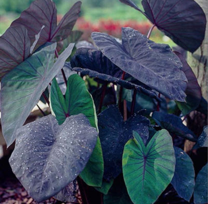 Black Magic Colocasia Live plant