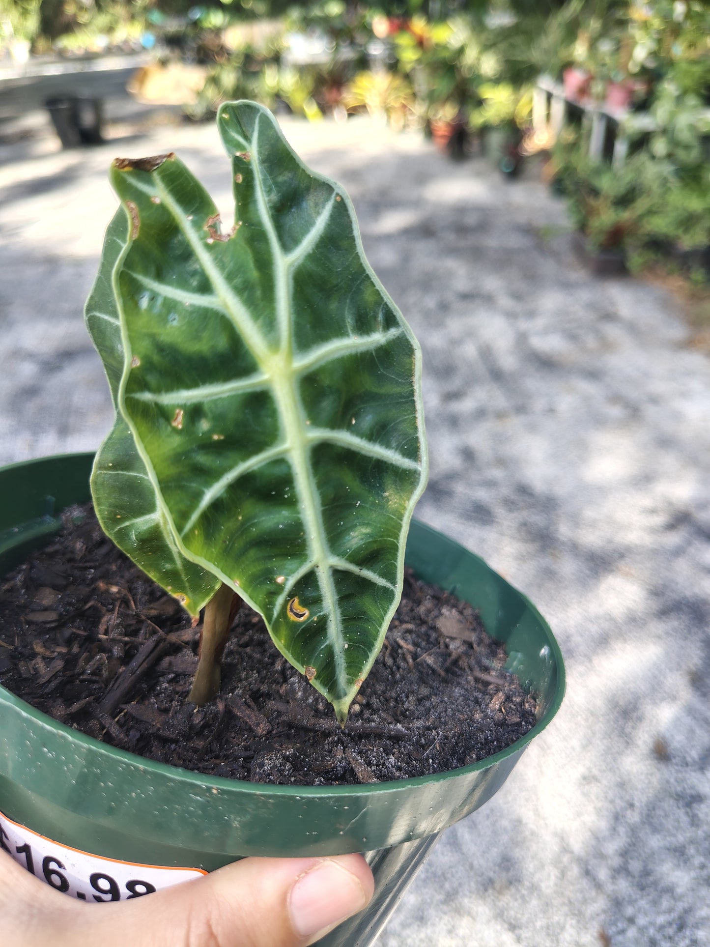 Alocasia polly 6 in pot