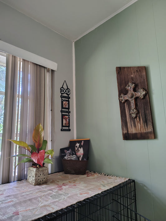 Prince of Orange Philodendron 6 in pot