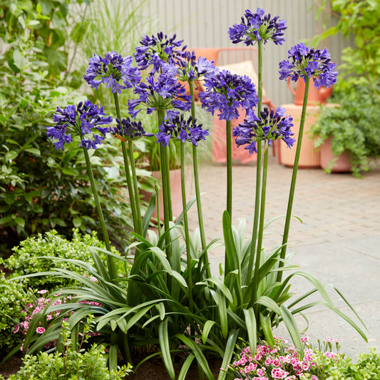 Agapanthus 3 gal
