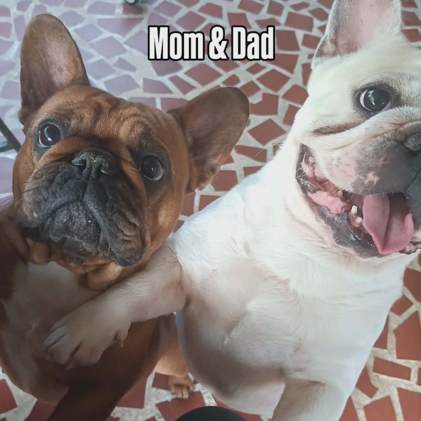 French bulldog puppy hold Juliet Capulet