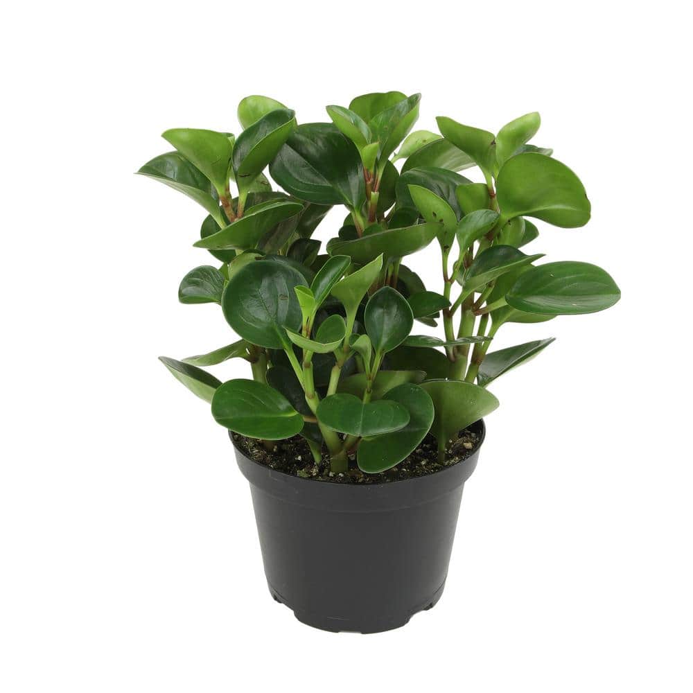 Prime Plant Piromia (3 in pot)