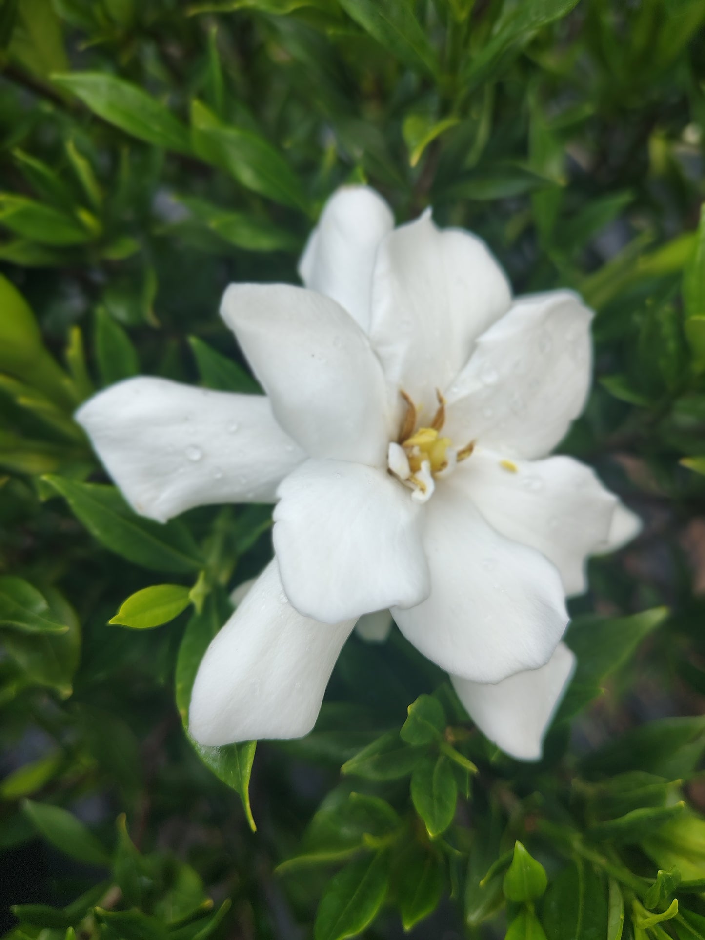 Gardenia Frost Proof 3 gallon