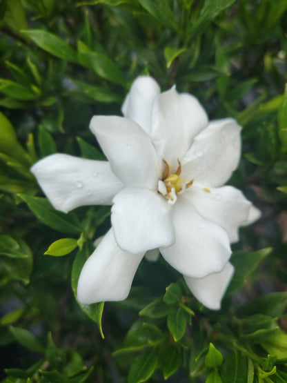 Gardenia Frost Proof 3 gallon