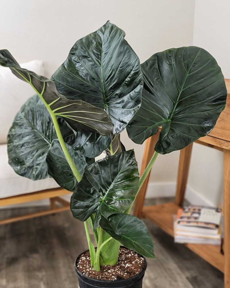 Alocasia ~ regional shield