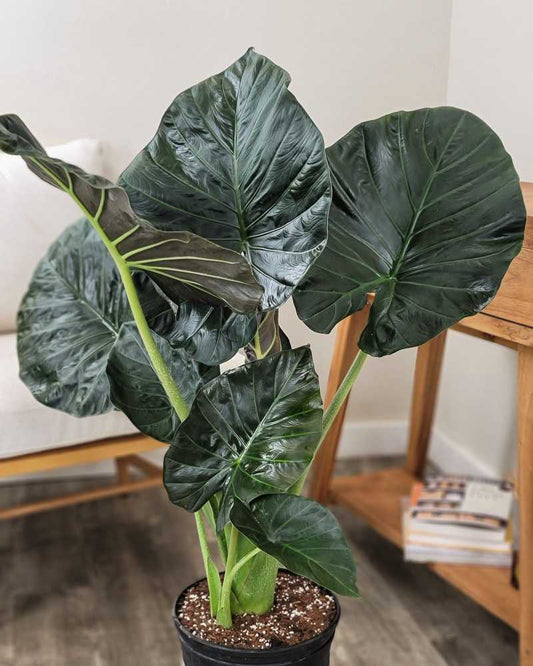 Alocasia ~ regional shield