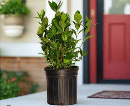 Gardenia 1 gallon