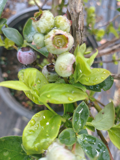 Blueberry emerald vaccinicum PP 12,165 (2 ga)