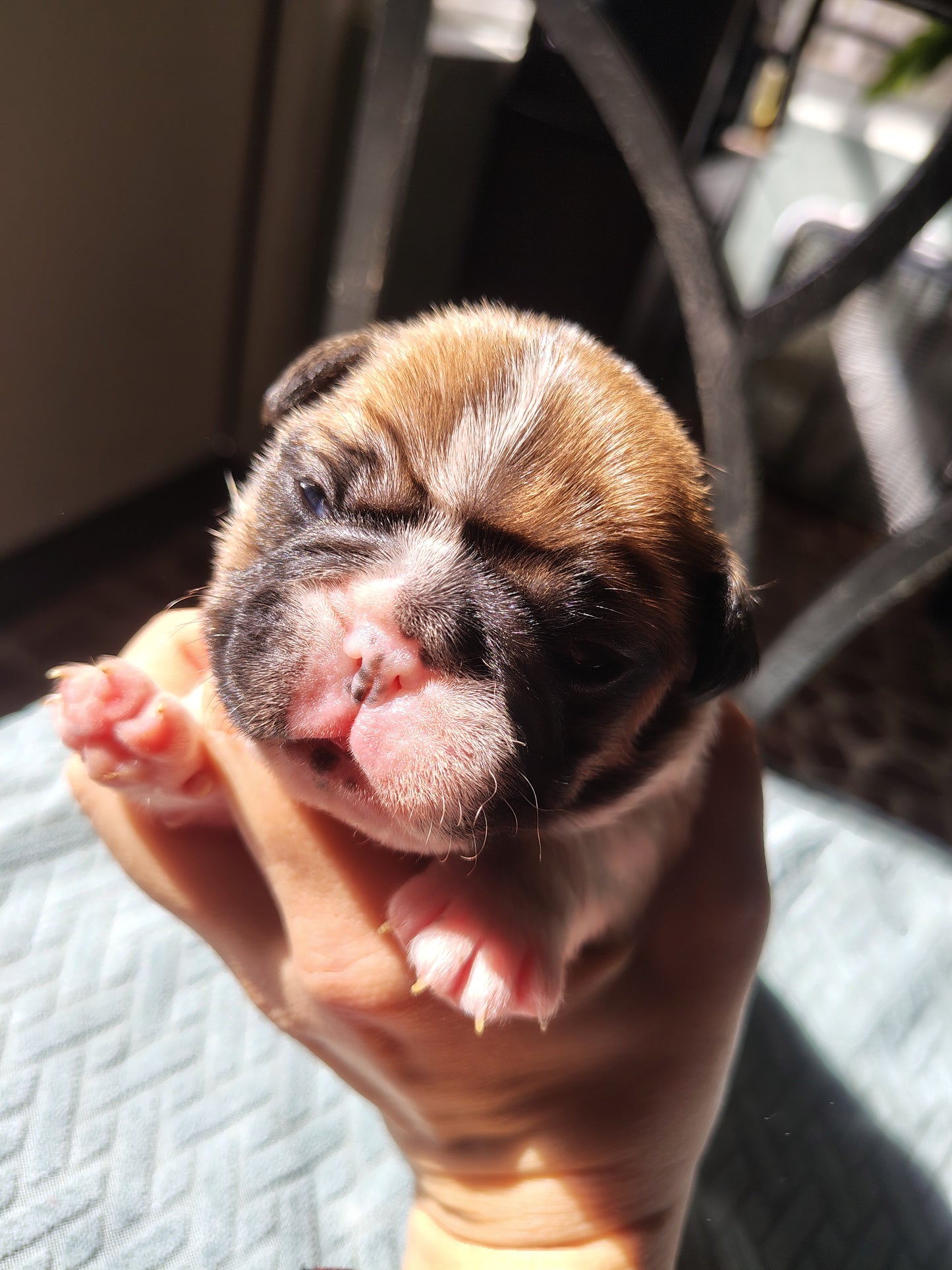 French bulldog puppy down payment Charlie