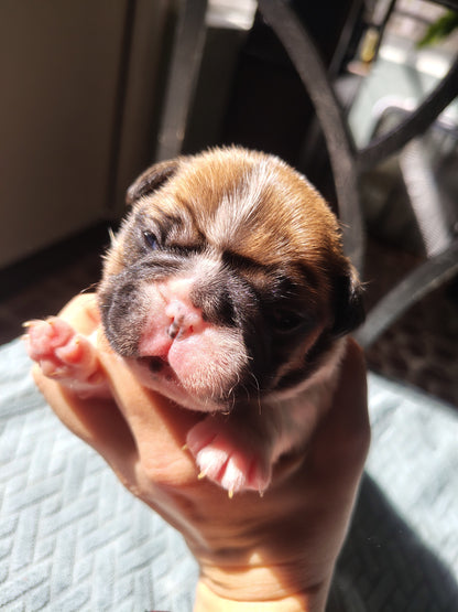 French bulldog puppy down payment Charlie