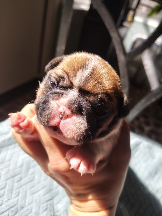 French bulldog puppy down payment Charlie