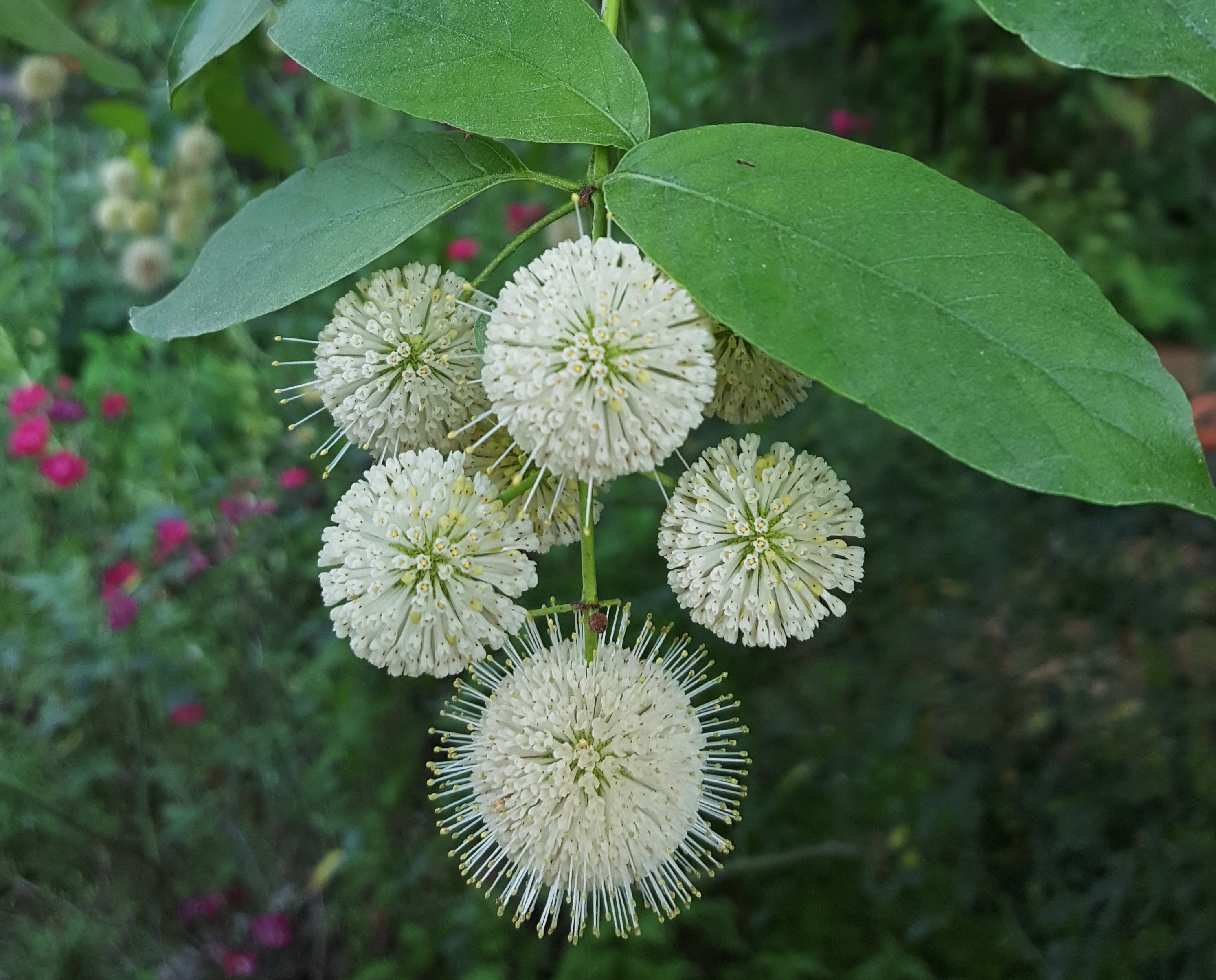 Button Bush native live plant shrub – Orender Farm and Gardens LLC