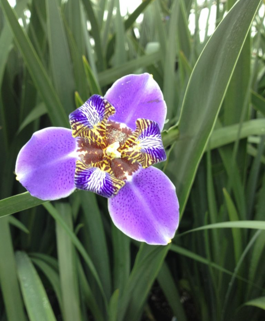 Giant Iris