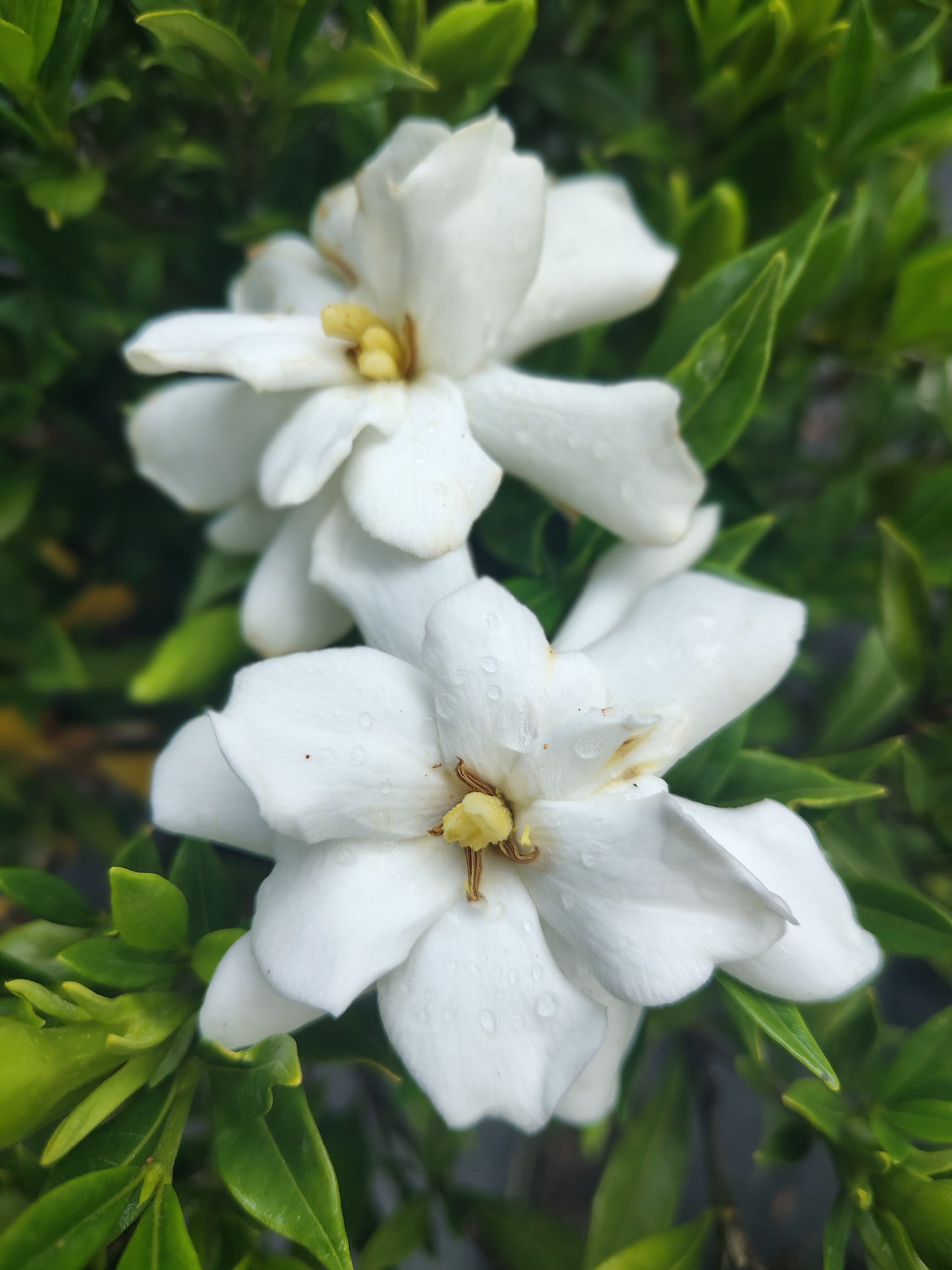 Blueberries & gardenia combo